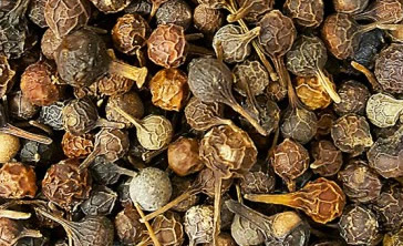 poivre a queue pour les glace